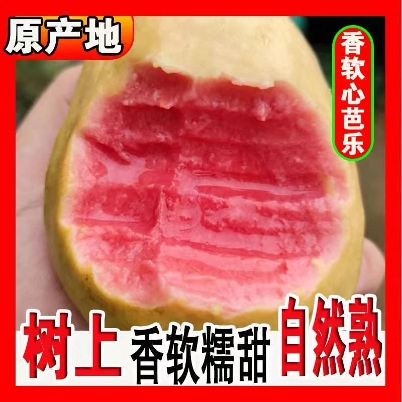「坏果包赔」广西红心芭乐番石榴应季新鲜水果超高维C香甜软糯