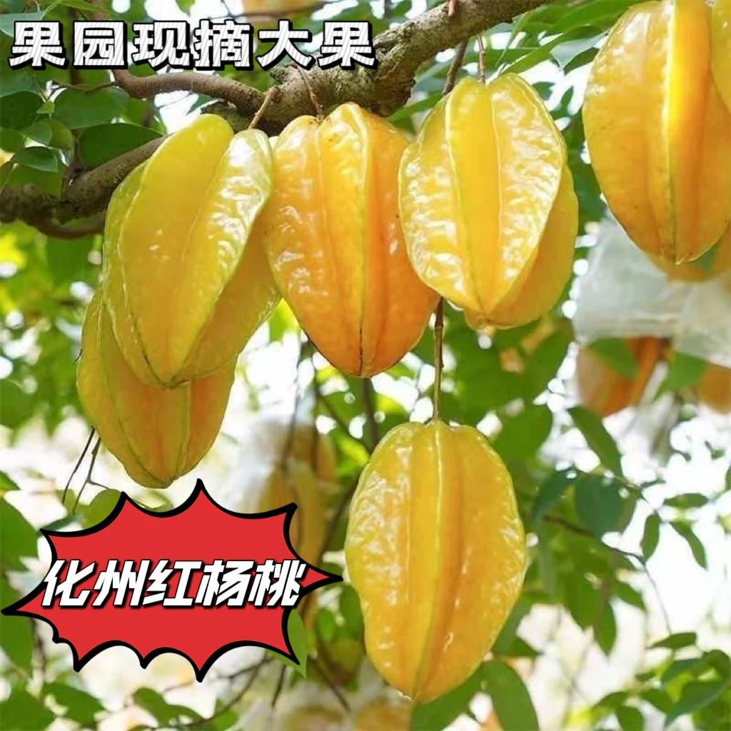 「坏果包赔」现摘现发饱满广东杨桃新鲜应季水果树上熟低糖清甜多汁