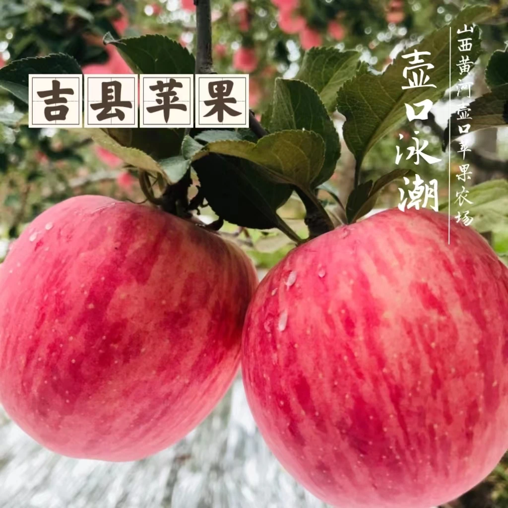 吉县苹果红富士正宗精品甄选皮薄香脆多汁自家果园5斤10斤装香脆