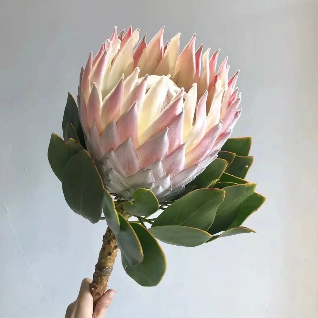 南非帝王花公主花新娘花木百合针垫英国红宝石西班牙蓝眼睛大盆栽