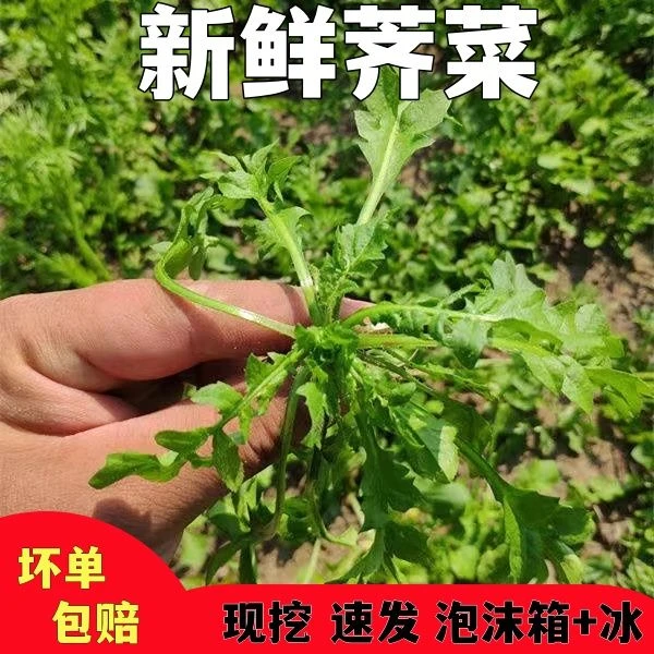 2024年新鲜荠菜现挖现发露天荠荠菜非大棚荠菜馅岌岌菜整箱