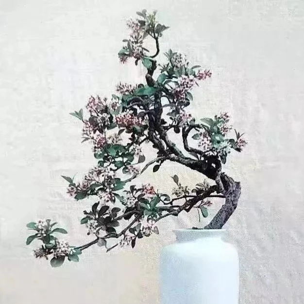 春花盆景茶室造景用石斑木观赏好看植物美观好看