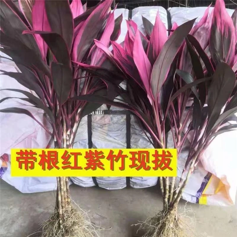 带根紫竹富贵竹鸿运红竹当头客厅水养花卉玻璃花瓶植物净化空气