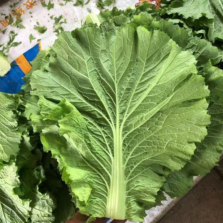 东北饭包叶打包叶生吃爽口精选食用健康新鲜蔬菜白菜叶蘸酱菜包邮