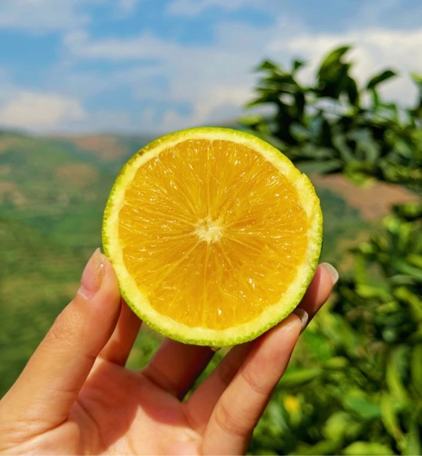 云南哀牢山冰糖橙