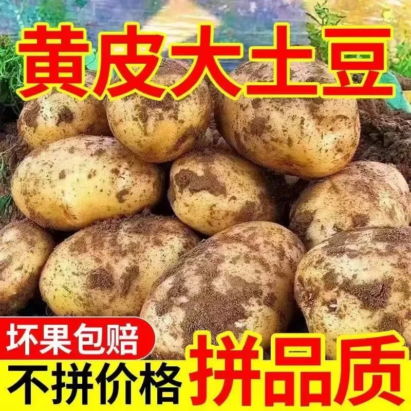 陕北定边土豆3/5斤沙地土豆新鲜蔬菜粉沙面洋芋农家种植产地直发