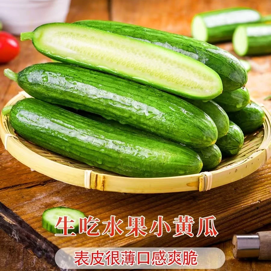 清香脆嫩水果小黄瓜生吃2.5/5斤现摘皮薄青黄瓜自种蔬菜坏果包赔]