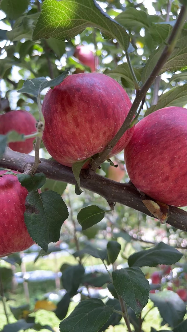 云南高原新四季糖心苹果大果