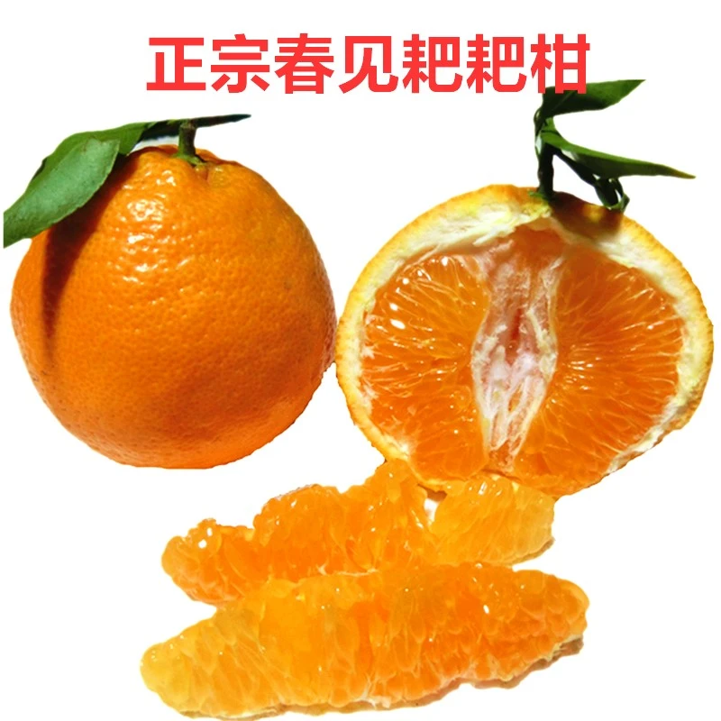 四川正宗春见自然熟耙耙柑4/4.5/9斤香甜皮薄多汁好吃甜蜜当季味