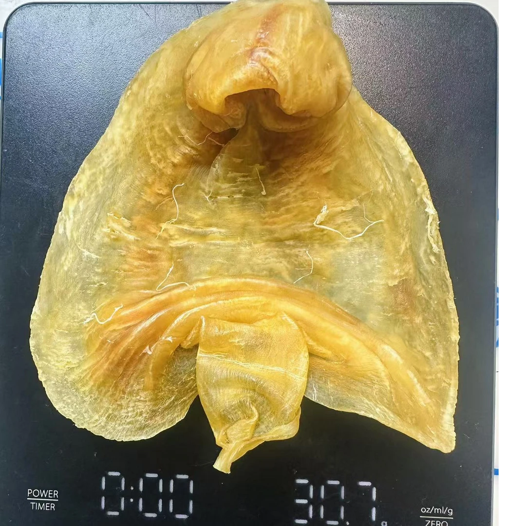 22头 湛江赤嘴公胶 花胶 滋补赤嘴鳘鱼胶足干老胶 厚肉