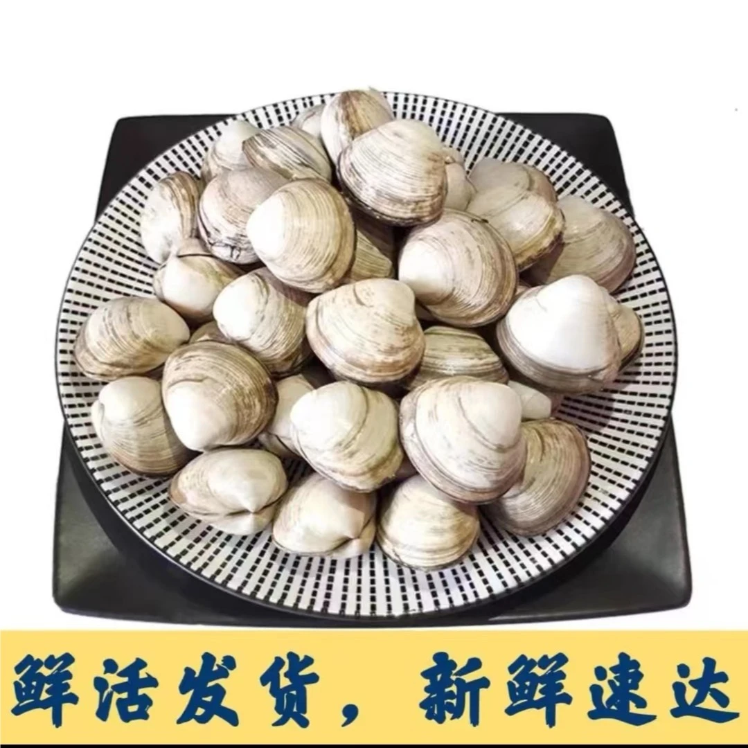 辽宁丹东东港当地白蚬子 一斤28个头左右 嗷嗷鲜肥保鲜保活