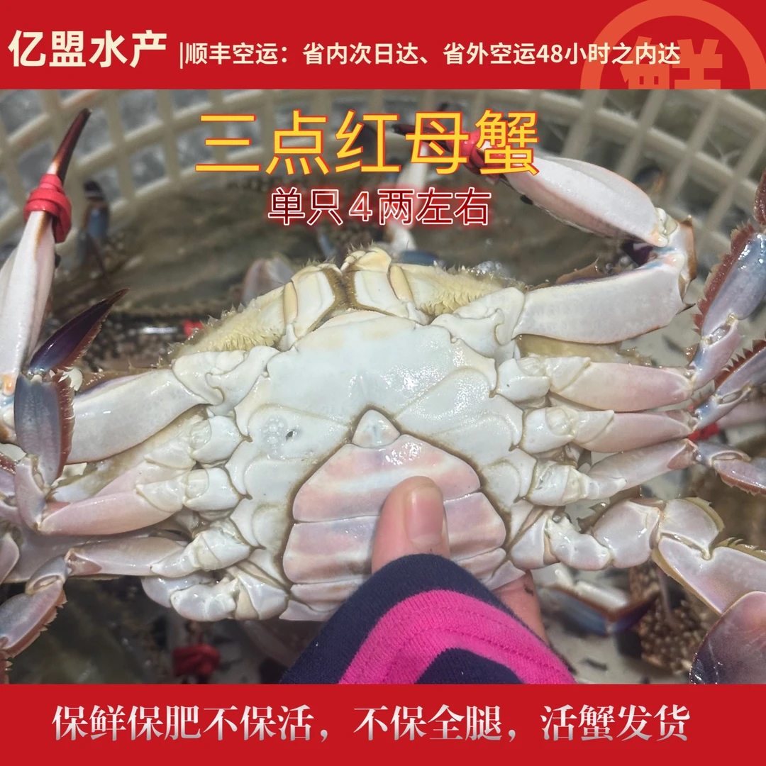 【保鲜不保活】三点红母蟹4两左右2斤起拍5只左右不保全腿