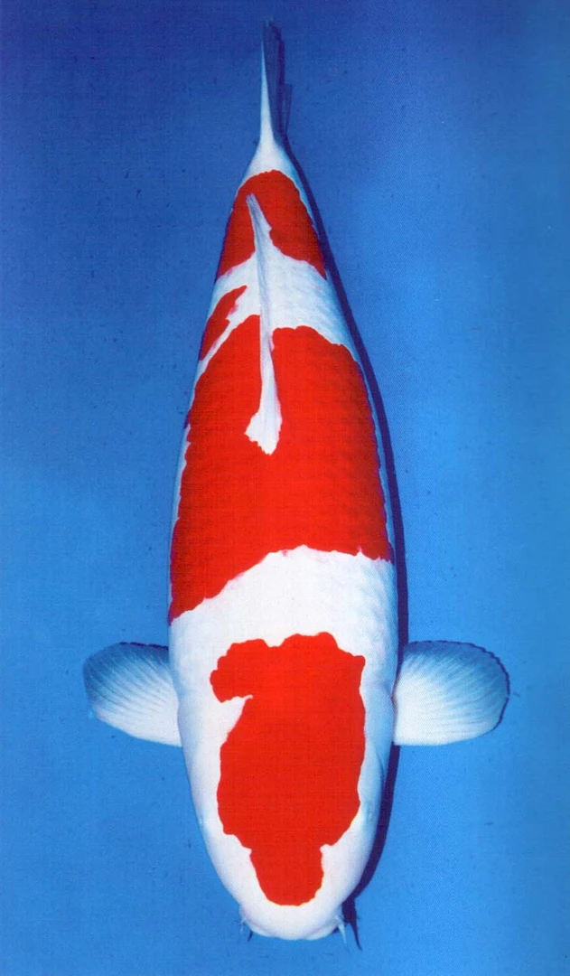 锦鲤锦鲤观赏鱼红白秋翠大正养鱼锦鲤鱼饲养活体水族发货