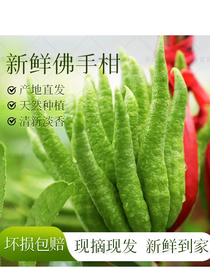 [新手结缘精致小果】金华佛手带枝水培盆栽金佛手果室内是水培绿植