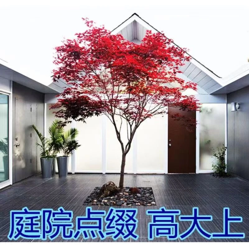 四季红枫树苗原生三季红红枫中国红枫日本红舞姬庭院户外地栽