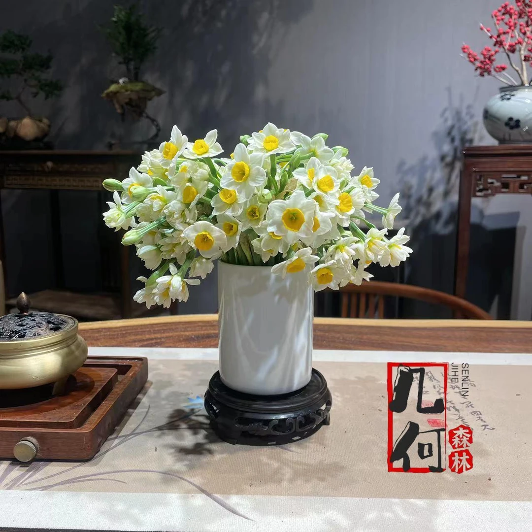 发货种植生长下单腊梅茉莉萱草花漳州水仙花浓香耐寒型水培鲜切
