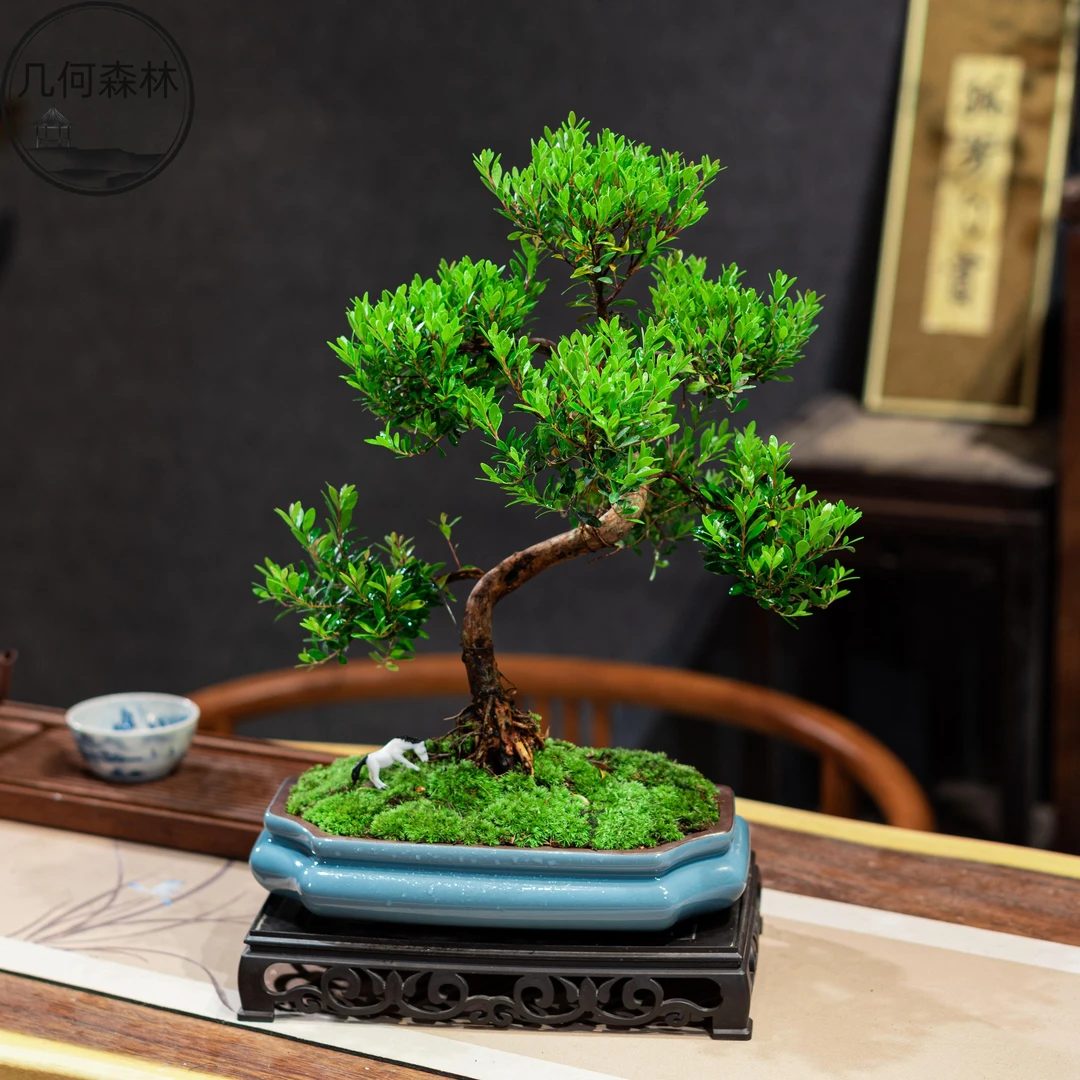 天青色哥窑盆老桩小叶赤楠室内绿植大型绿色禅意造型夏季发货美化