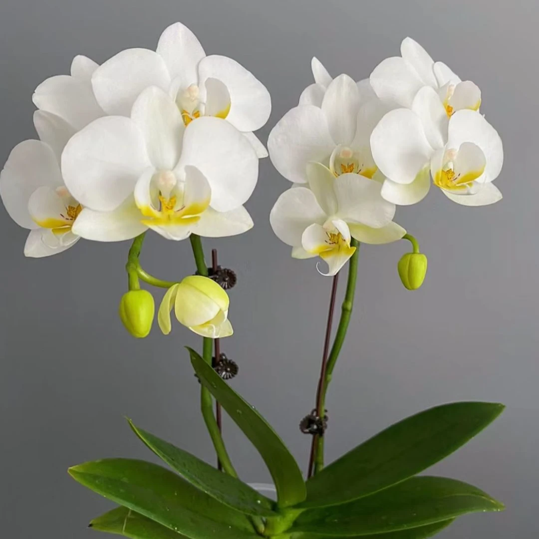 遇见蝴蝶兰【阿玛】两颗包邮 白色系中花型带花带花苞绿植盆栽