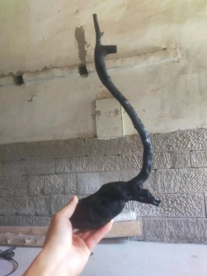 金弹子灌木盆景素材