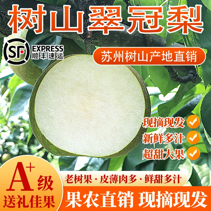 苏州树山翠冠梨 5斤装 翠冠一号 翠冠梨 苏州特产 新鲜水果礼盒装
