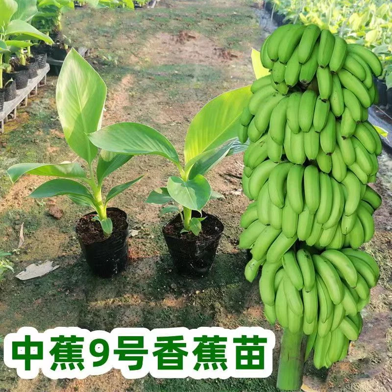 果创满优质正宗中蕉9号香蕉苗带叶带土高产稳产成活率高现挖发货