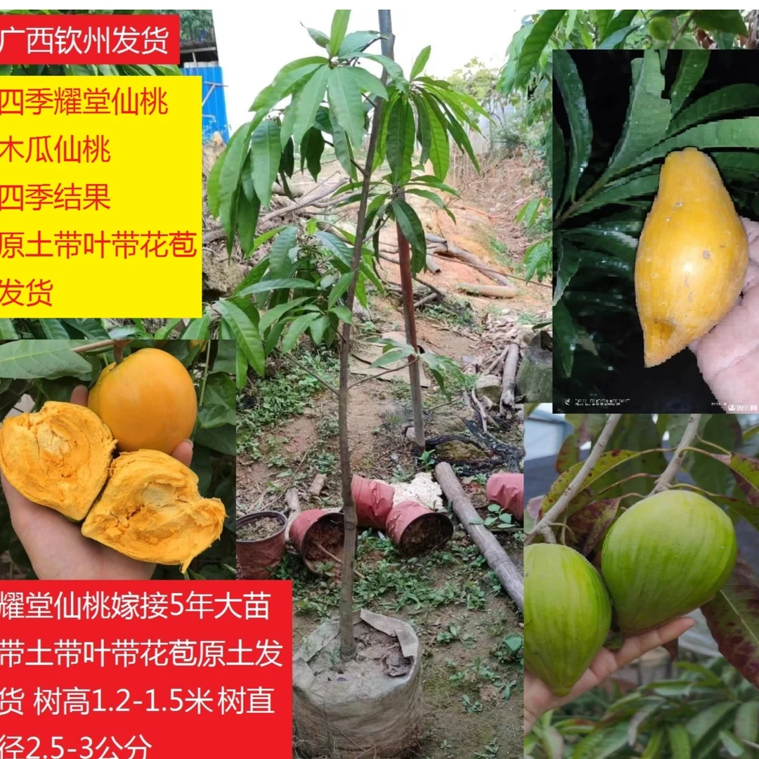 果创满正宗台湾耀堂仙桃嫁接苗木瓜仙桃四季结果湿包仙桃鸡蛋果