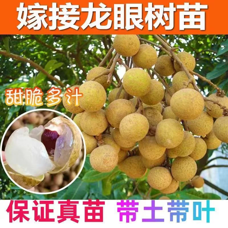 果创满储量石峡龙眼嫁接苗正宗正品室内阳台庭院南方种植带土发货