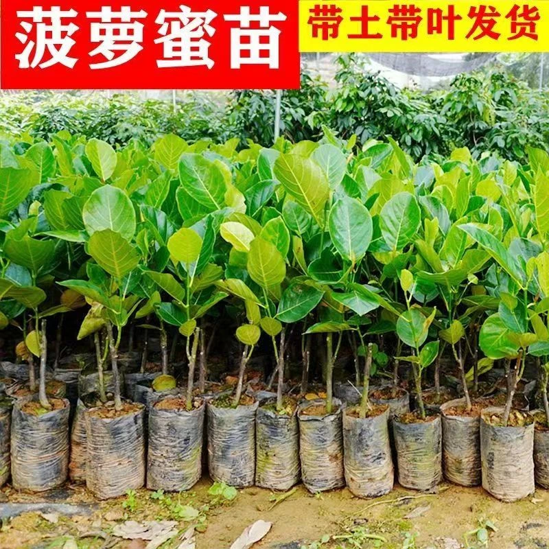 果创满菠萝蜜嫁接苗红肉菠萝蜜广西本地菠萝蜜大果