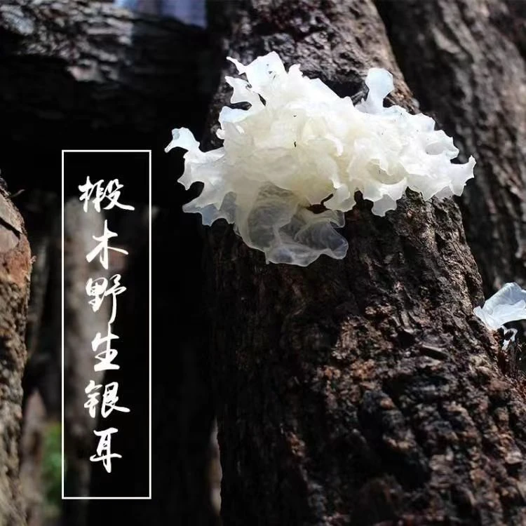 野生银耳、云耕阿妹、云南野生菌、食用农产品250g