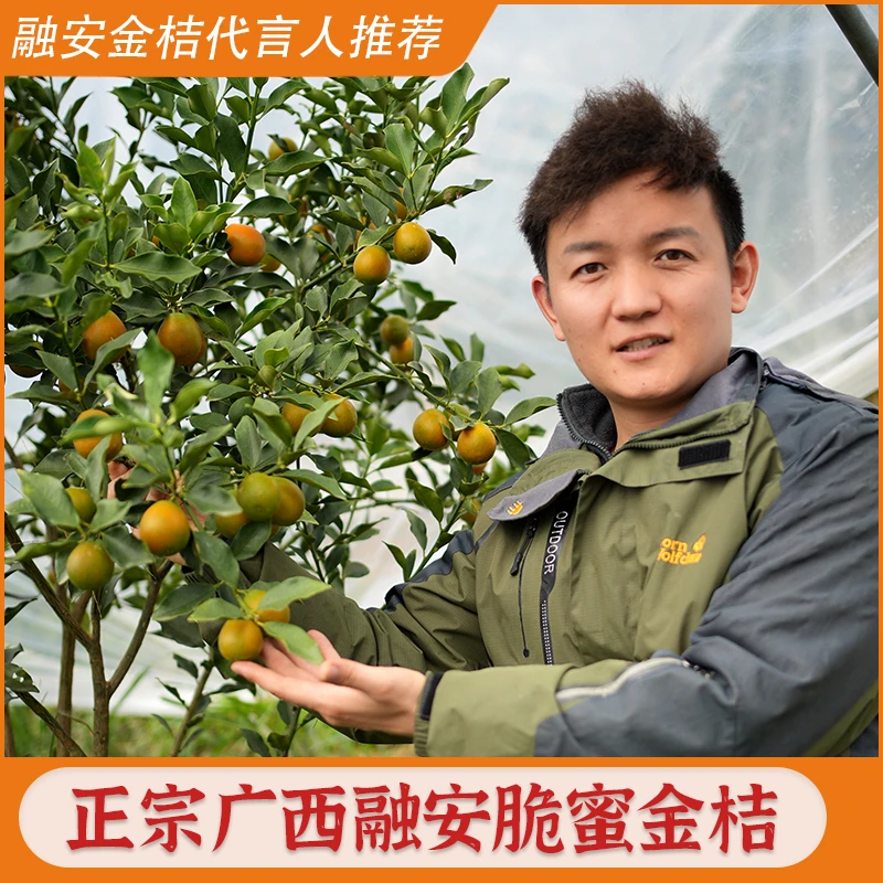 【融安金桔代言人推荐】脆蜜金桔礼盒装第三代金桔广西融安水果纯甜