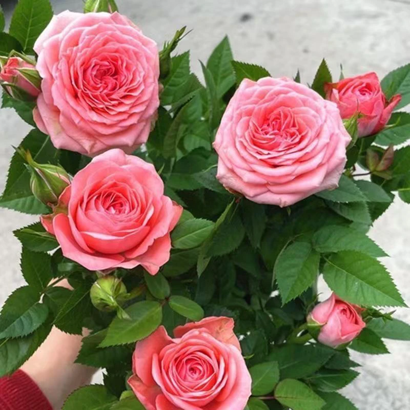 【仙度瑞拉】多颗仙粉色重瓣花期长的微月抗病性强花卉绿植月季盆栽