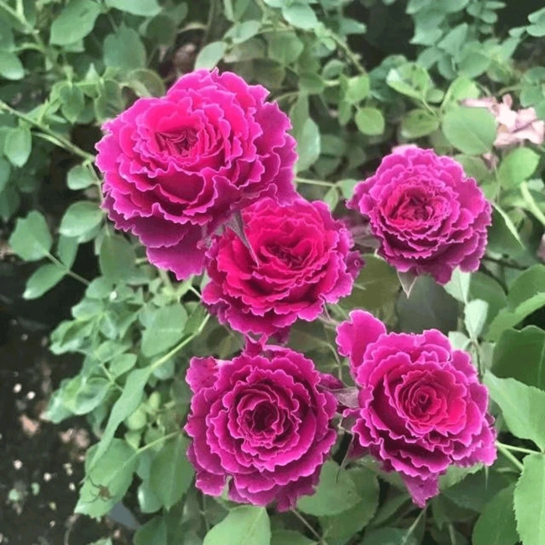 【草药独颗】浓香大花阳台庭院好养护抗病性强月季盆栽花卉绿植月季