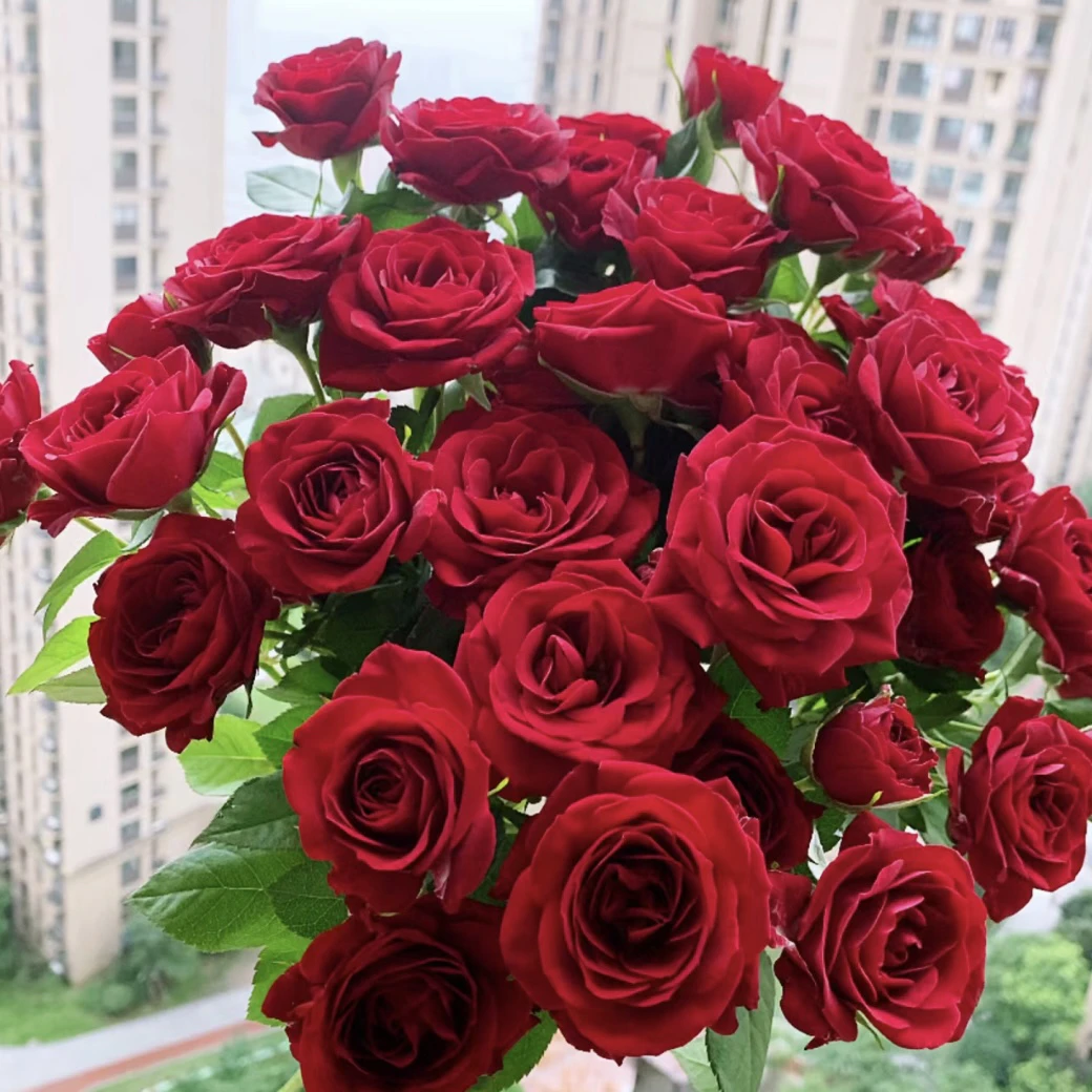 【红丝绒】多颗红色玫瑰花型好养护抗病性强花卉绿植月季盆栽
