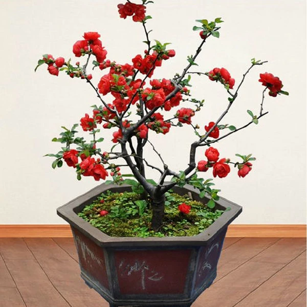 海棠花四季海棠长寿冠带花苞发货盆栽地栽耐寒耐热直播间一物一拍