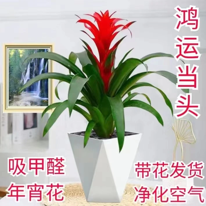 鸿运当头带花植物四季常青办公室乔迁新居绿植