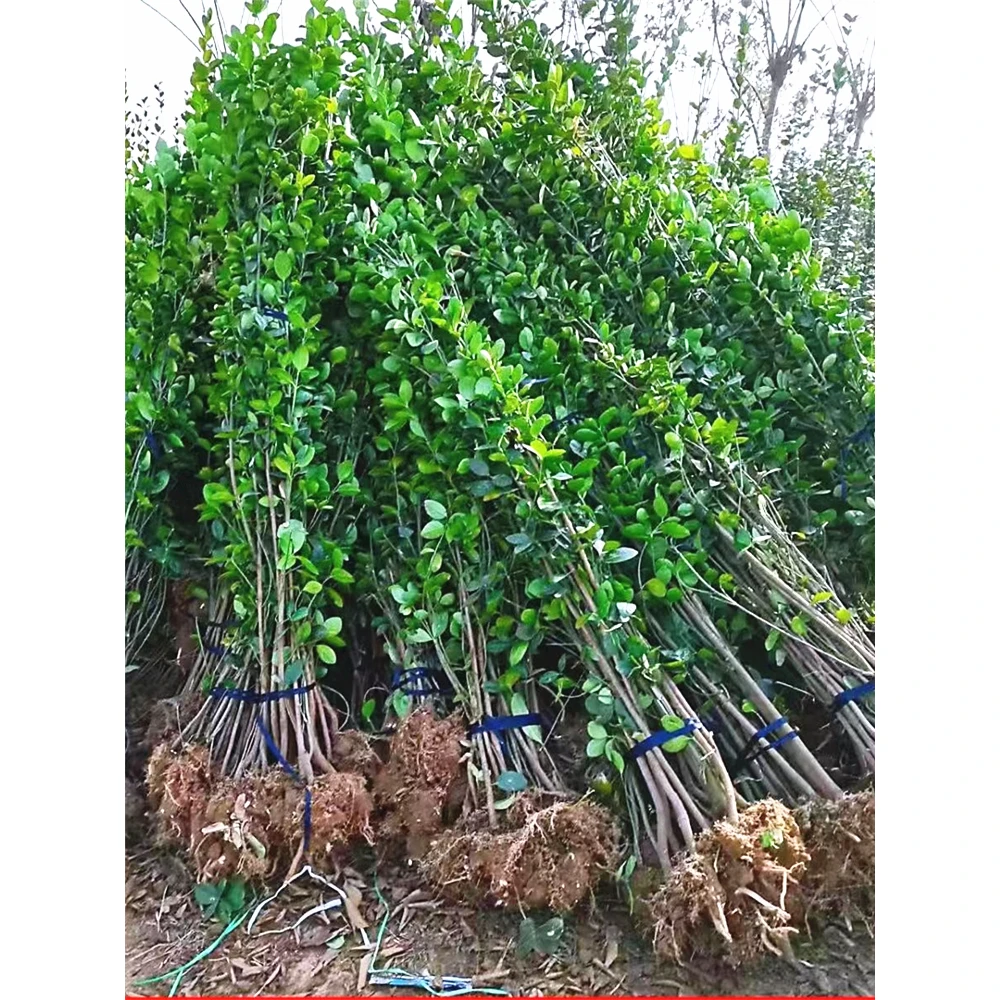 围墙篱笆植物大叶北海道黄杨苗冬青树苗四季常青耐寒庭院绿篱树苗