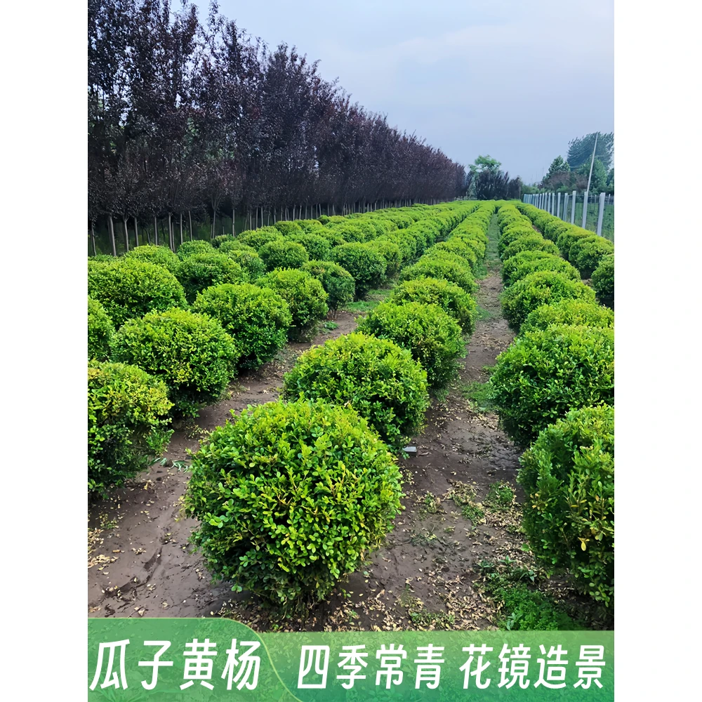 小叶瓜子黄杨球树苗大叶黄杨庭院耐寒四季常青绿化篱笆植物冬青球