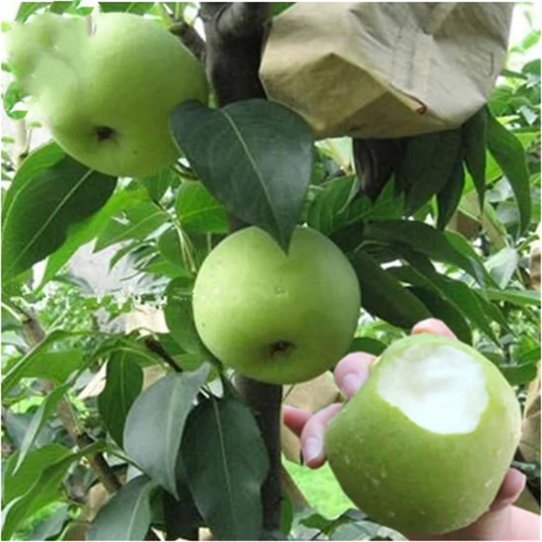 梨树果苗嫁接秋月梨苏翠一号青皮梨树果苗翠冠梨树活苗南北方种植