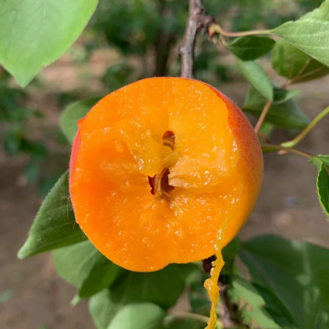 杏树果苗特大嫁接早熟甜杏子盆栽地栽南方北方种植带土球庭院果树