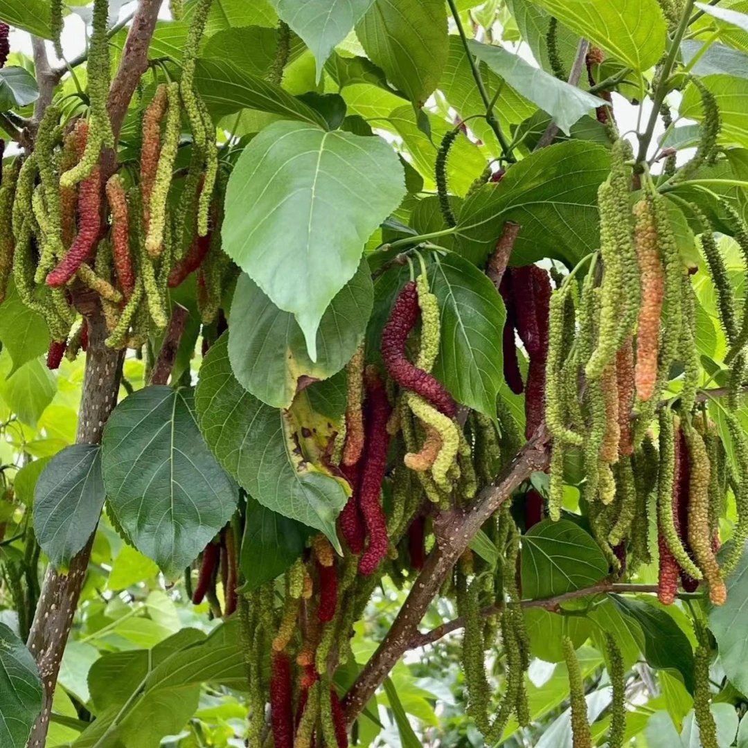 桑葚树苗嫁接苗台湾四季长果当年结果南北方种香金甚桑葚果苗盆栽