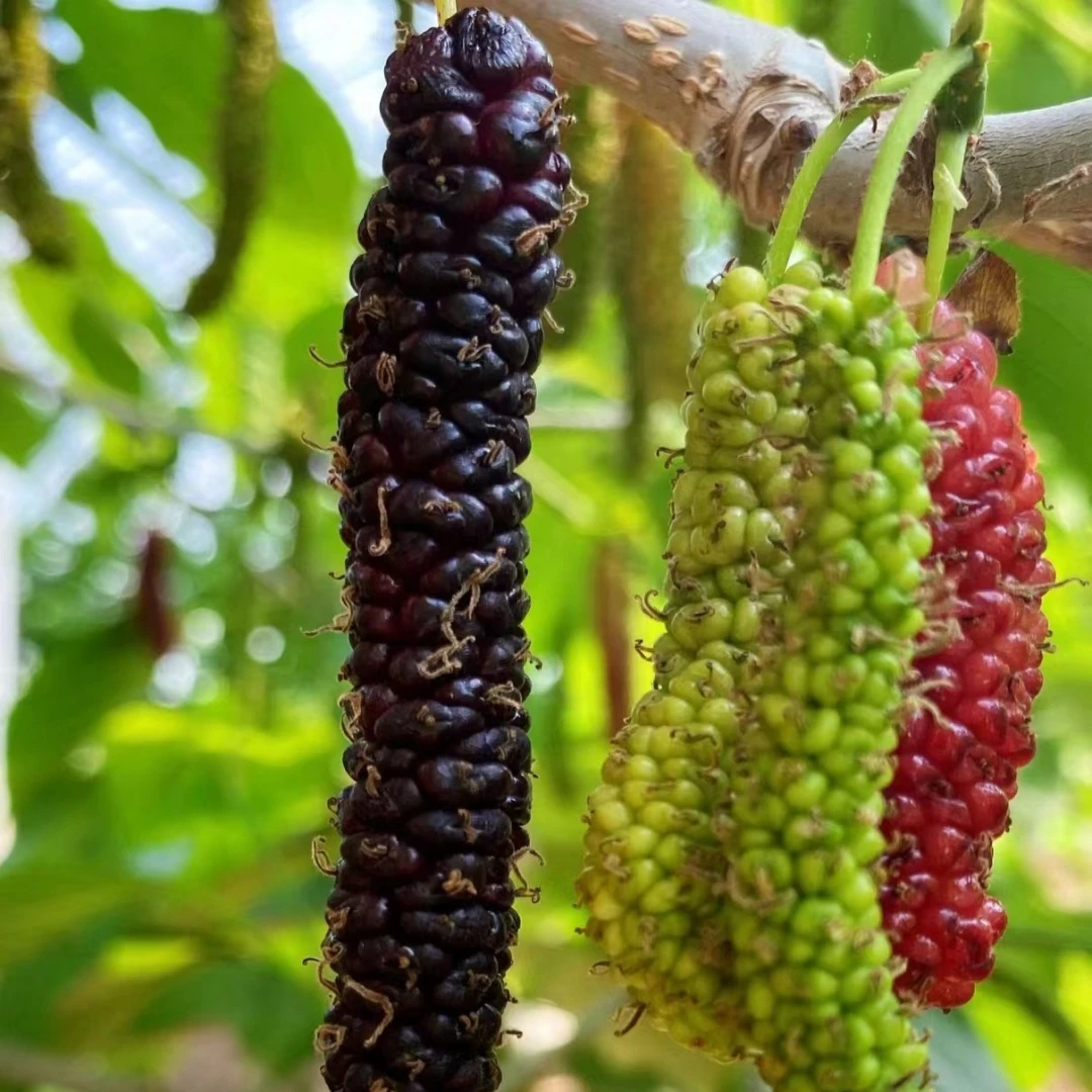 长果桑苗带果嫁接桑葚树苗无籽黑桑果树四季结果北方盆栽地栽果苗