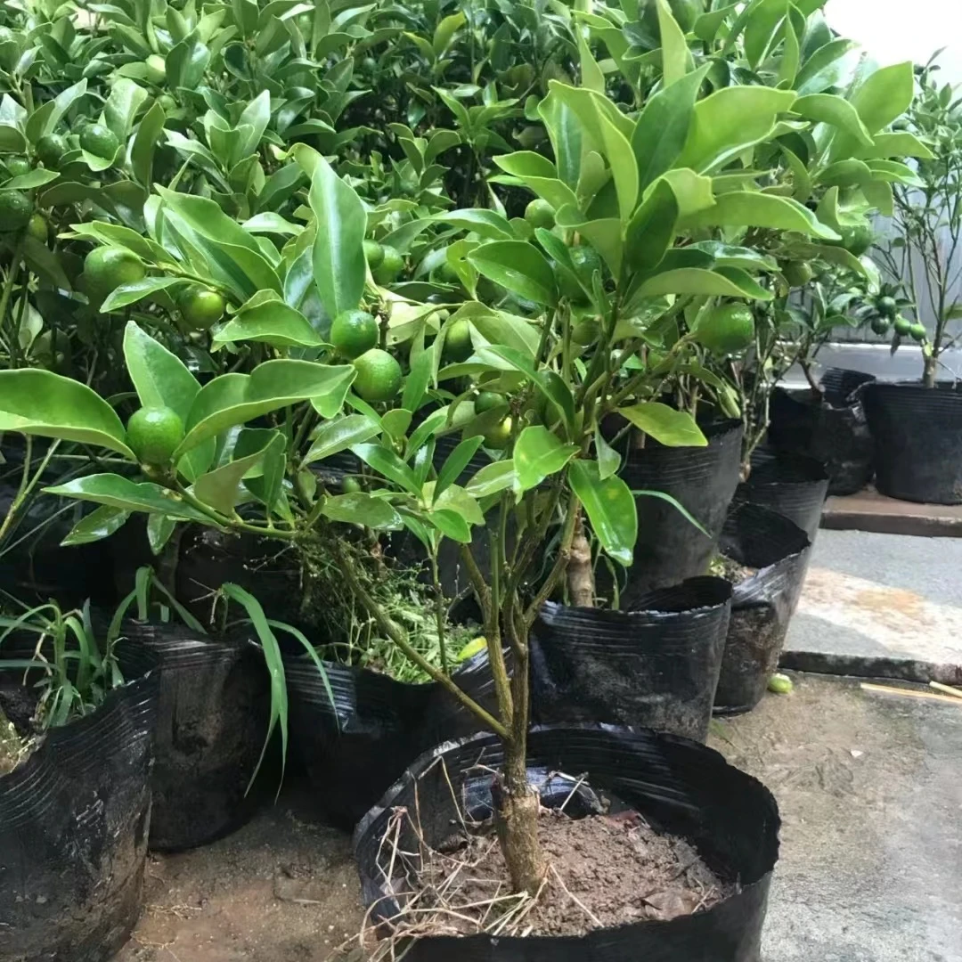 脆皮金桔树苗带果盆栽可食用金橘桔子苗阳台庭院四季结果耐寒植物