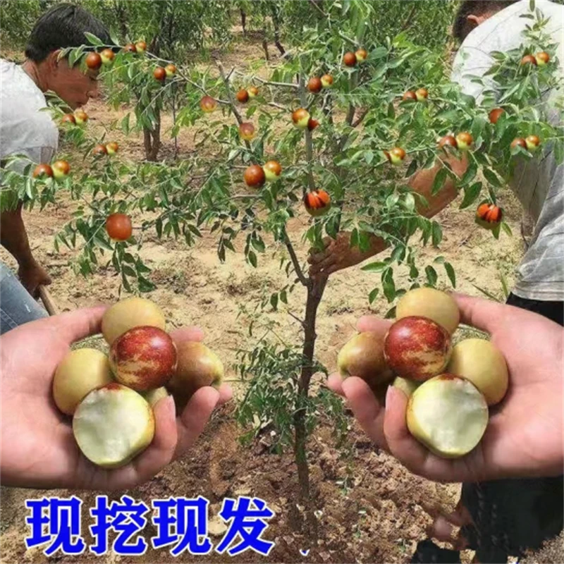 特大脆甜枣树苗冰糖枣树苗南方北方种植阳台庭院盆栽地栽当年结果