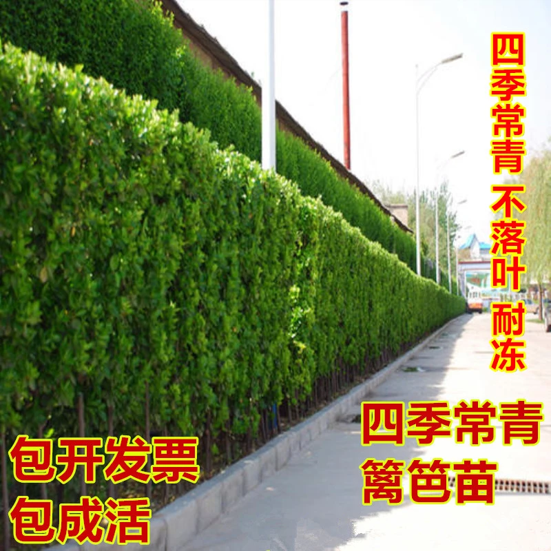 法国冬青树苗北海道黄杨苗冬青苗南北方庭院绿化常青耐寒篱笆植物