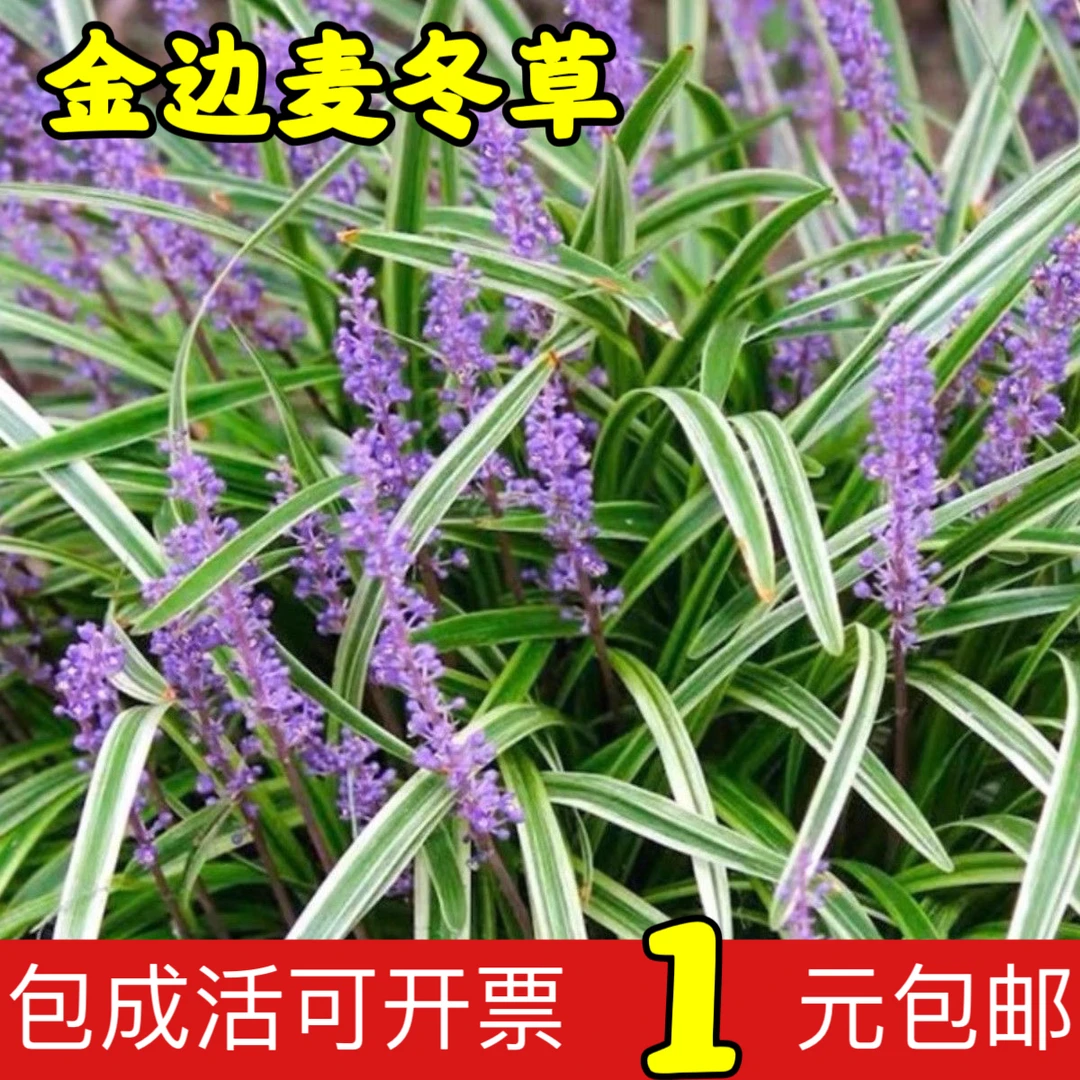 金边麦冬草苗庭院耐寒绿化工程四季常青地被植物花镜观叶花卉