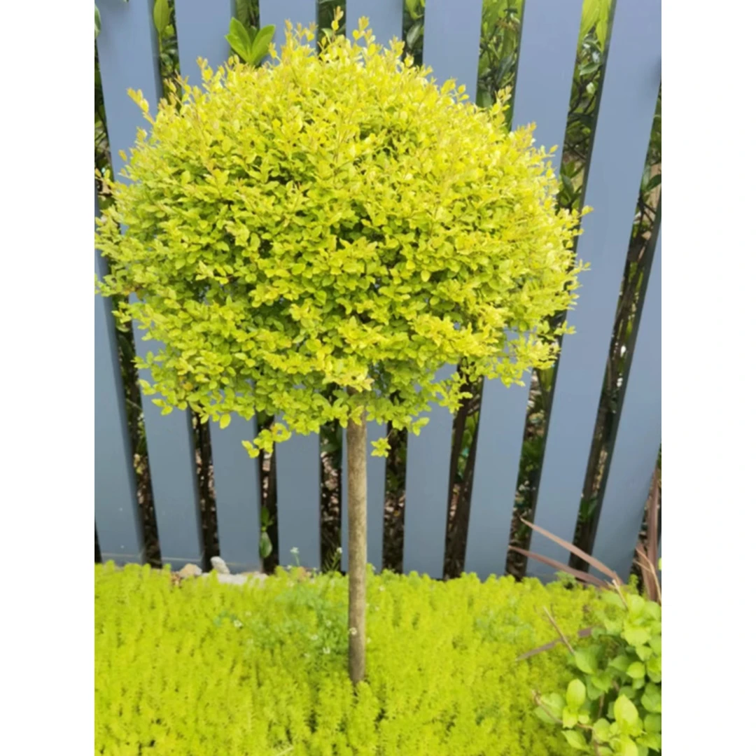 亮晶女贞棒棒糖盆栽别墅庭院种植花镜植物组合四季常青造型树耐热