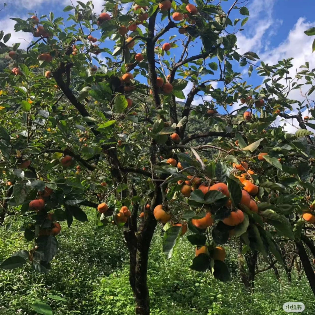太秋甜柿树苗南北方地栽水果柿子苗盆栽嫁接脆柿子树果苗当年结果