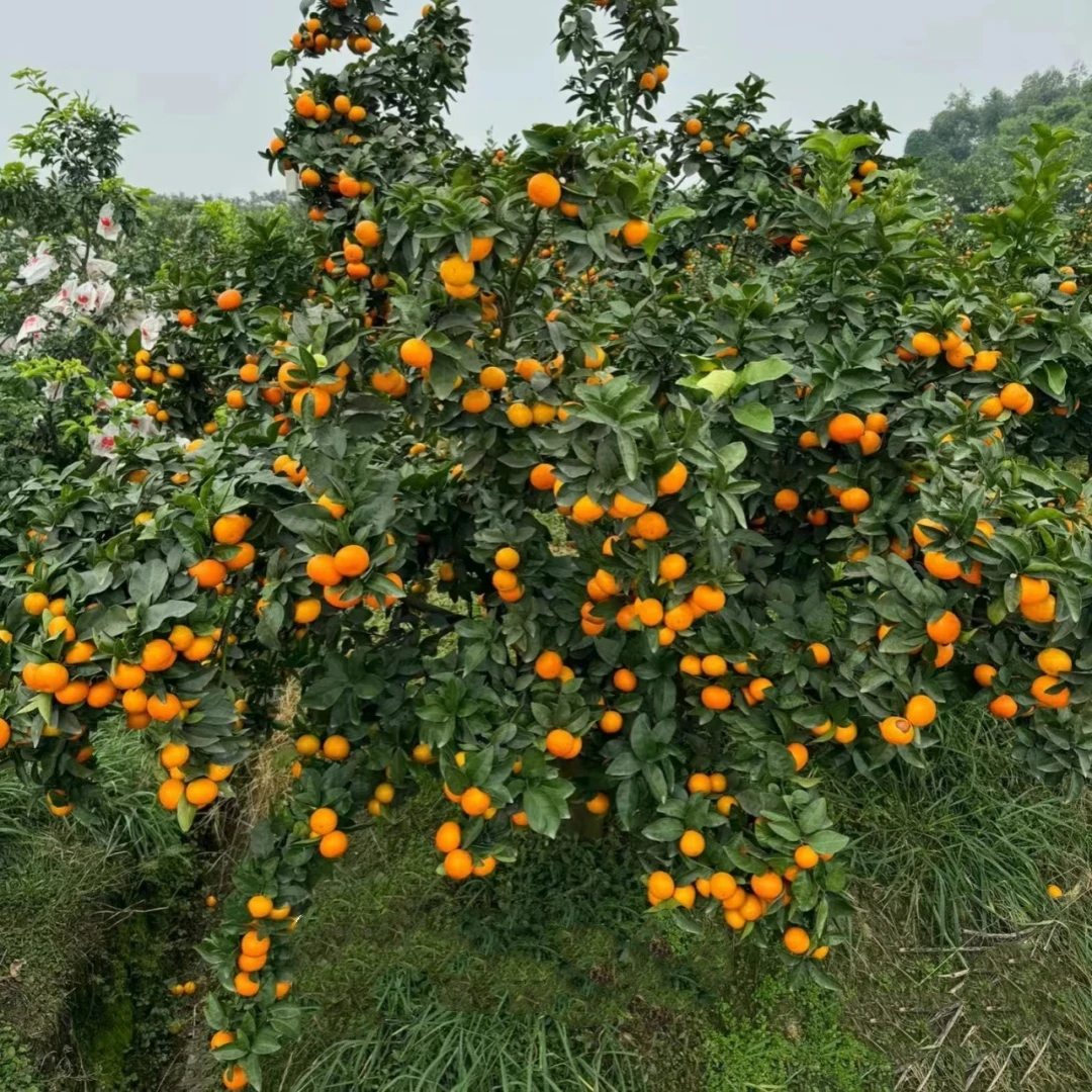 正宗广西沙糖桔子树苗带果砂糖橘子水果树果苗橙子盆栽南方种植柑
