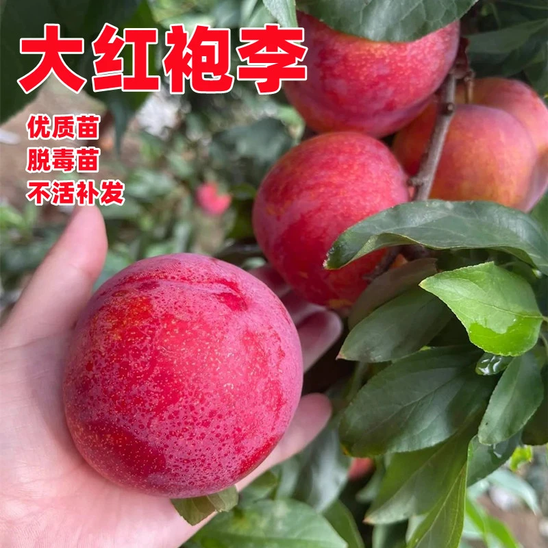 大红袍李子果树果苗南方北方种植嫁接盆栽地栽阳台庭院当年结果