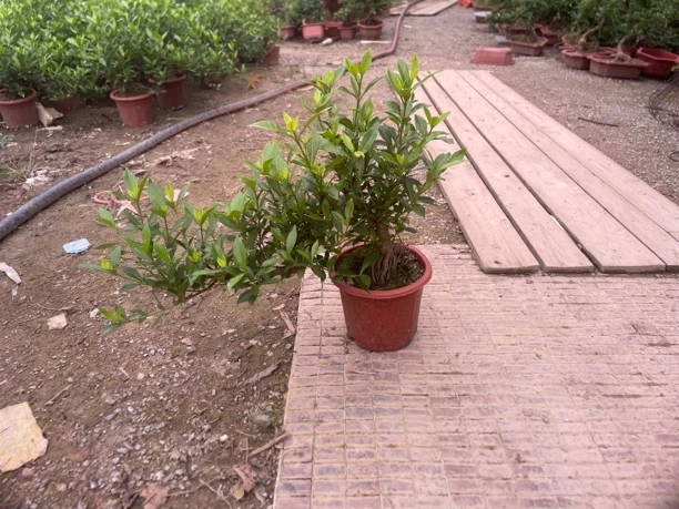 四季揽月栀子花喜水喜阳光室内绿植四季常青好养